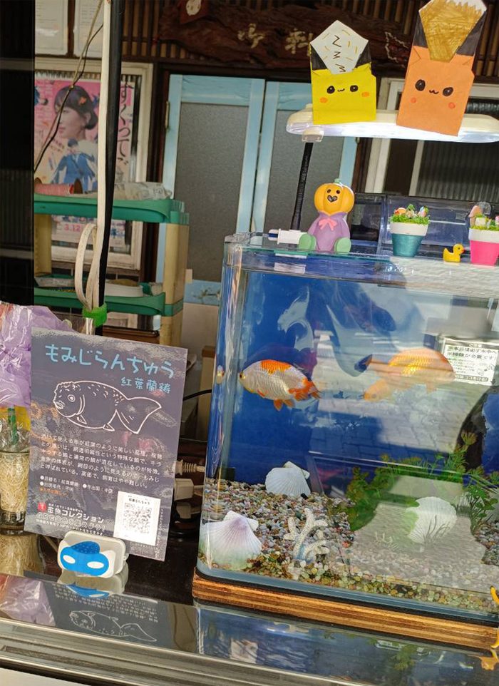 店頭の水槽に掲示された金魚コレクションのPOP（もみじらんちゅう）