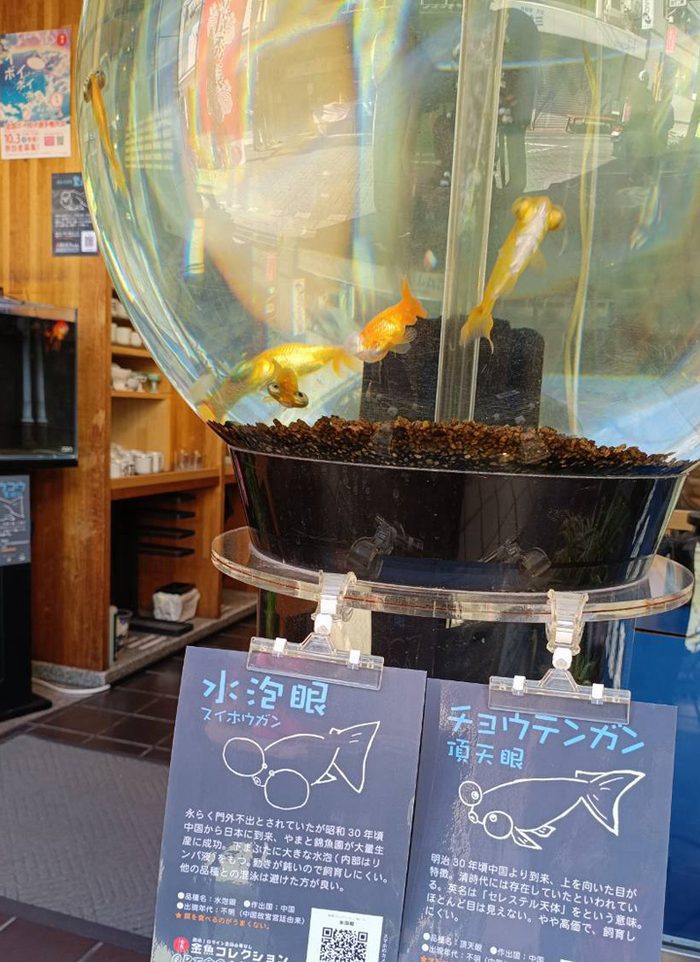 店頭の水槽に掲示された金魚コレクションのPOP（水泡眼・頂天眼）