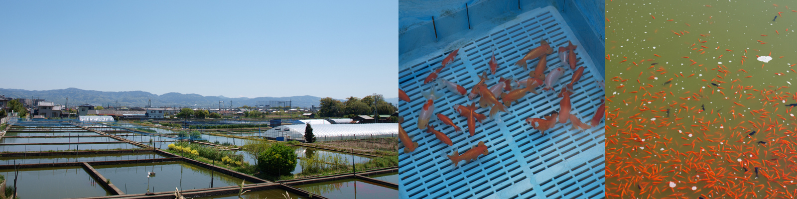 大和郡山の金魚養殖池と、選別された金魚たち