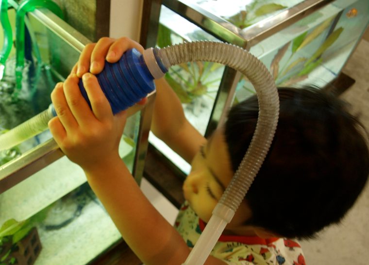 店先の水槽をのぞく子ども