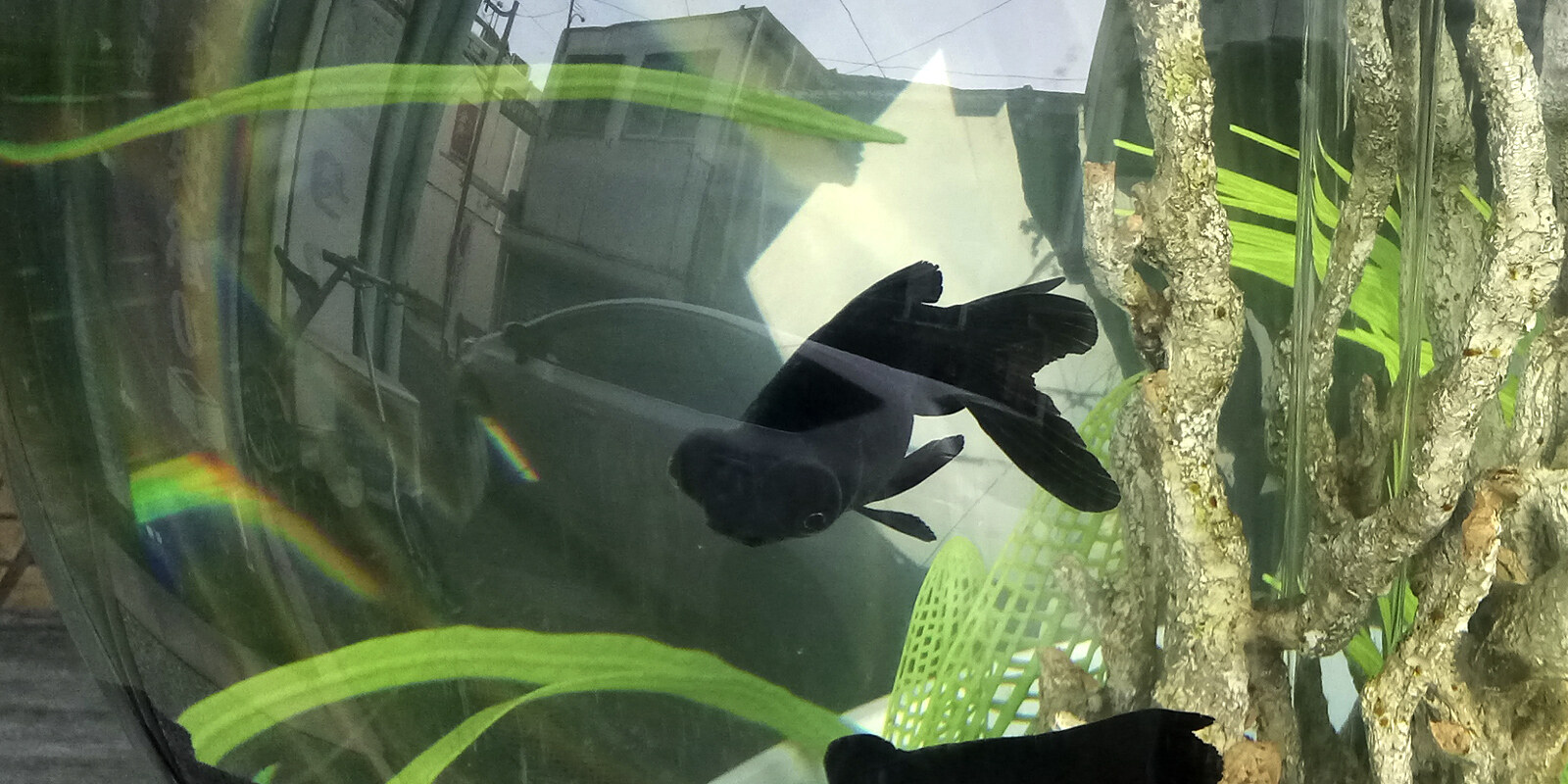 水槽を泳ぐ金魚