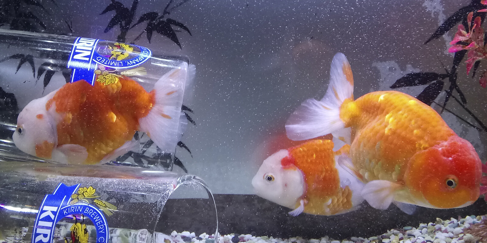水槽で泳ぐ2匹の金魚
