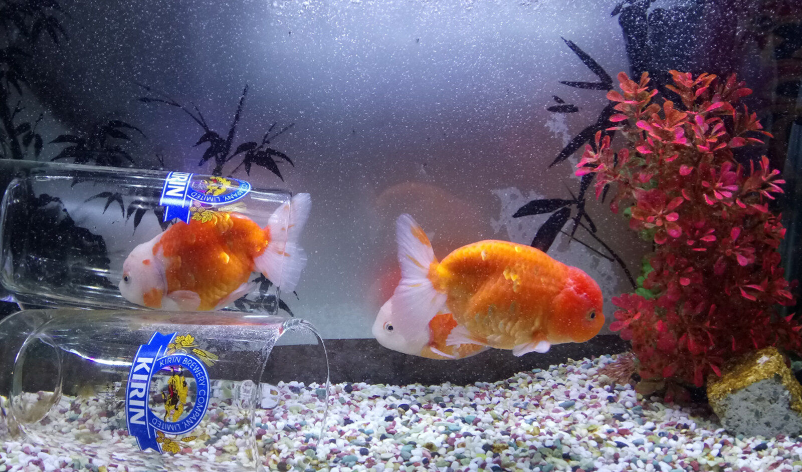水草の間を泳ぐ金魚